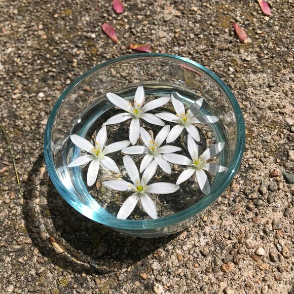 Star of Bethlehem Flower Essence - Picture 3 of 4